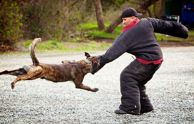 Bunları elinize almanız köpeğin dikkatini bunlara odaklayacak, böylece vücudunuzdaki hayati bölgelere saldırmamasını sağlayabilecektir.