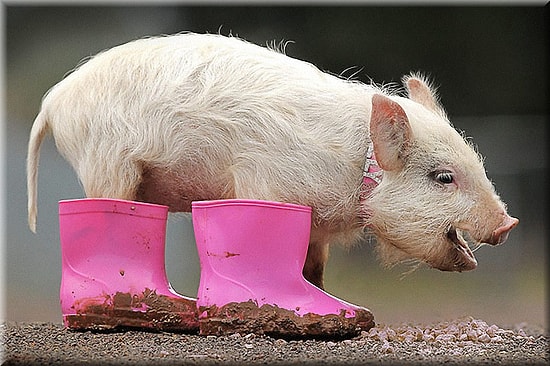 Тест: Насколько % вы грязнуля и насколько чистюля?