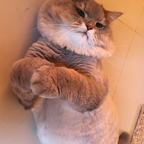 Şimdiye Kadar Gördüğünüz En Pofuduk Kedi Olmaya Aday Minnoşluk Abidesinden 21 Kare