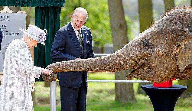 9. İngiltere Kraliçesi II. Elizabeth ve Prens Philip Whipsnade Hayvanat bahçesine getirilen 7 yaşındaki fil Donna'ya muz veriyor, 11 Nisan.
