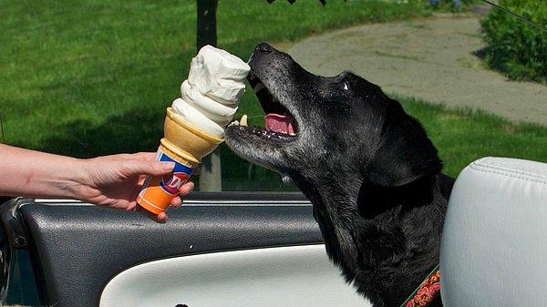 Meksikalı bir girişimci bu konu üzerinde oldukça kafa yormuş ve sonunda köpeklerin yiyebileceği dondurmaları üretmeyi başarmış.