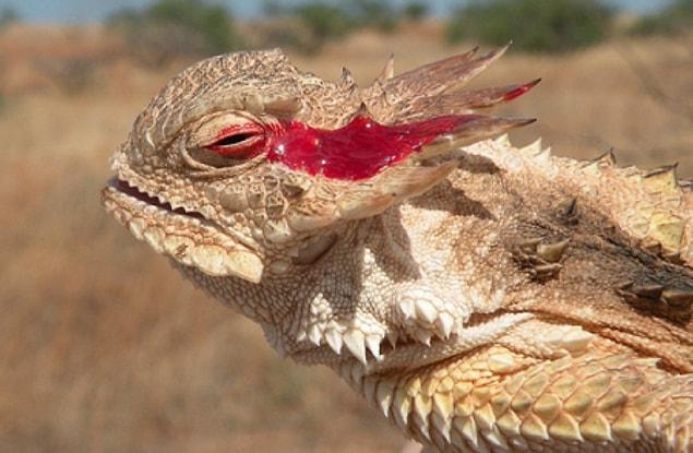 The ‘Texas Horned Lizard’ is a master survivor. They have developed some effective methods to avoid being eaten by predators.