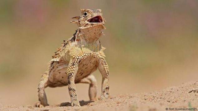 Horned lizards also engage in “escape theory” in which when a predator is approaching, they do not respond by immediately fleeing.