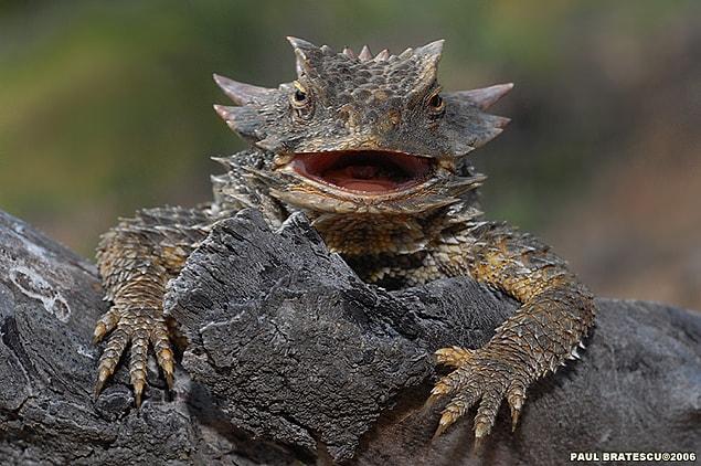 Besides, horned lizards have one last defense against death: they have lots of babies.