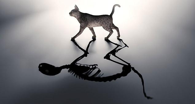 10. Schrödinger believed that his famous cat was neither dead nor alive.