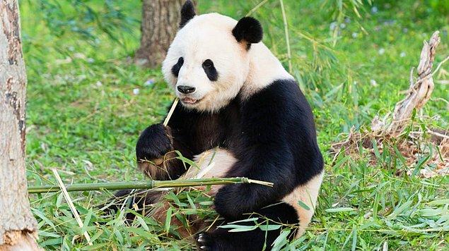 9. Dişi pandalar senenin yalnızca 24-36 saatlik diliminde doğurgan olabiliyor.