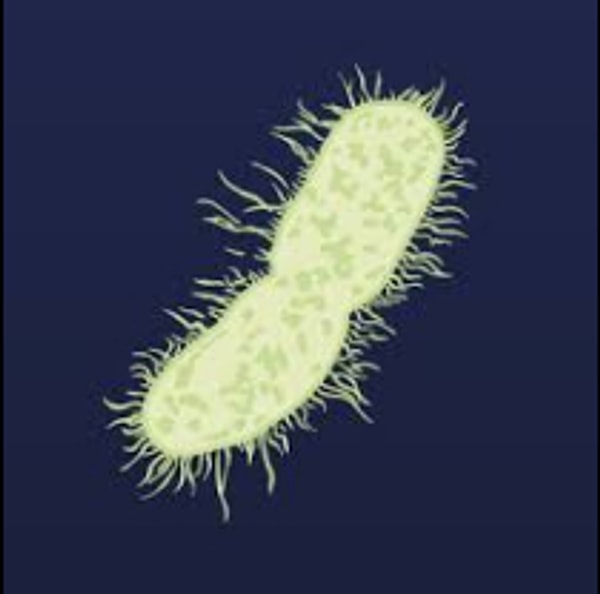 Klebsiella