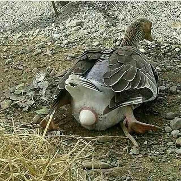 6. Эта птица...