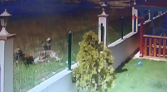 6 Köpeğin Saldırısına Uğrayan 5 Yaşındaki Talihsiz Çocuk