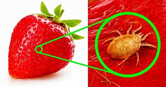 Her Gün Sofralarımıza Konuk Olan Yiyeceklerin Mikroskop Altındaki Görüntüsünden 17 Kare