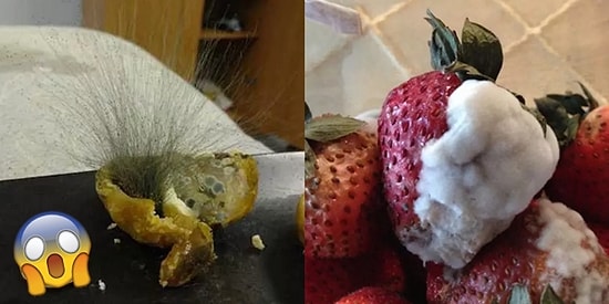 Küflenmiş Yiyeceklere Katlanamıyorsanız Asla ve Kat'a Bakmamanız Gereken 33 Kare