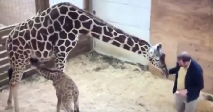 Yavrusunu Korumak İçin Sakinliğini Bir Kenara Bırakan Zürafanın Tekme Savurduğu Anlar