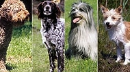 Hayvanseverleri Kendine İlk Bakışta Aşık Edecek Dünyanın En Nadir Görülen 21 Köpek Cinsi