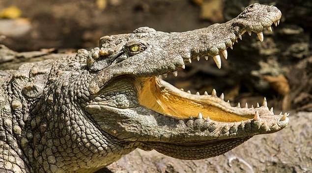 4. Egyptian women used crocodile poop as sperm killers.