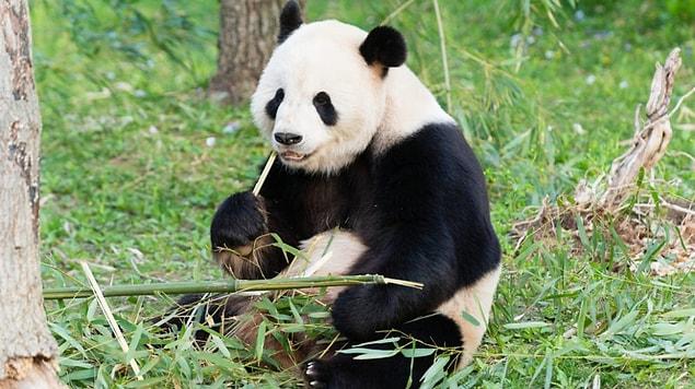 9. Female pandas are fertile only in 24-36 hours a year.