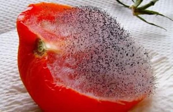 Если вы не сможете досмотреть эти фото до конца, то у вас сеплофобия!