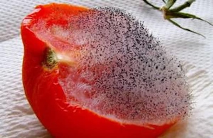 Если вы не сможете досмотреть эти фото до конца, то у вас сеплофобия!