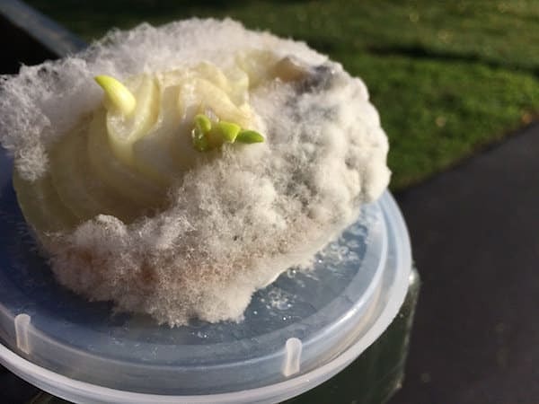 19. А это был лук