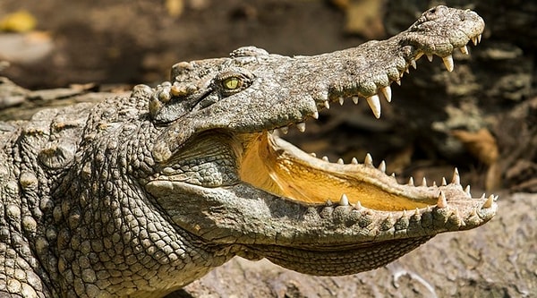 4. Женщины Древнего Египта использовали фекалии крокодилов в качестве контрацепции