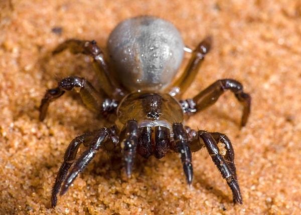 Örümcek korkusu olanların Avustralya'dan tırsmaları için 50 yeni sebep daha! Avustralya'nın çalılıklarında iki haftalık bir araştırma sonucunda 23 bilim insanı 50 yeni örümcek türü keşfetti.
