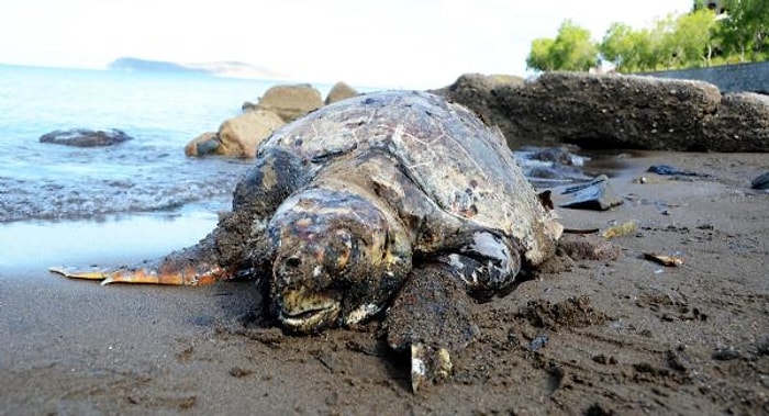 Bir Vahşet Daha: Caretta Caretta 3 Kurşunla Vurularak Öldürüldü