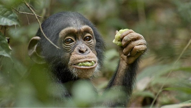 1. Chimpanzee (2012) | IMDb 7.2