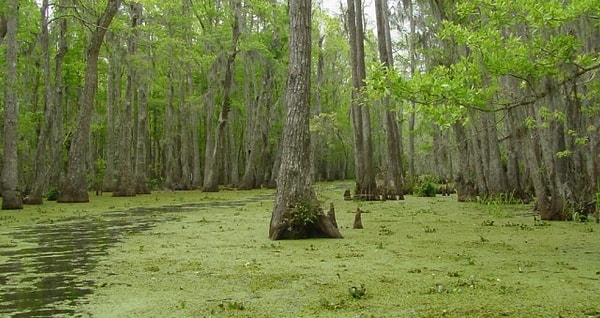 9. Болото Манчак