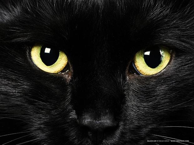 Bos Bir Inanisin Tarihi Kara Kedilerin Neden Kotu Sans Getirecegini Dusunuyoruz