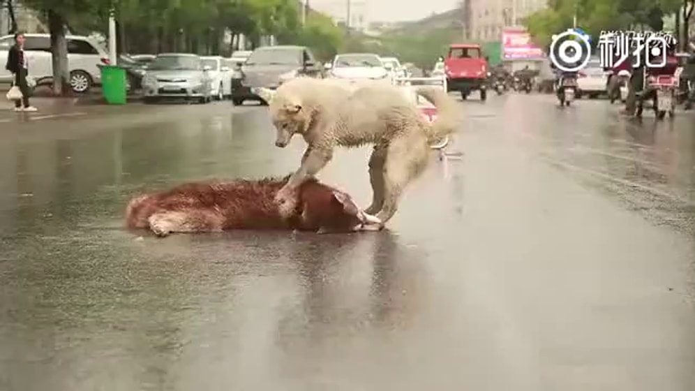 Araba Çarpan Arkadaşını Yolun Ortasında Uyandırmaya Çalışan Köpeğin İç Burkan Görüntüsü