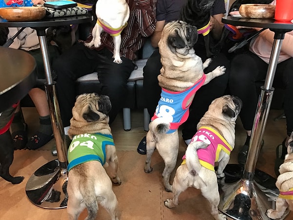 6. А еще у четвероногих ребят появится возможность поближе познакомиться и пообщаться со своими плосконосыми собратьями