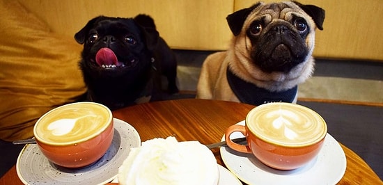 В Суррее откроется специальное кафе для мопсов!