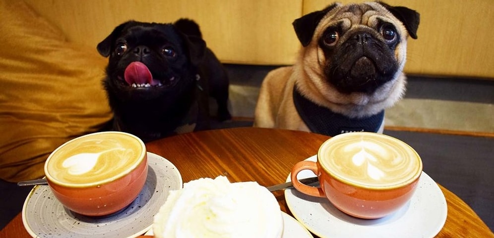 В Суррее откроется специальное кафе для мопсов!