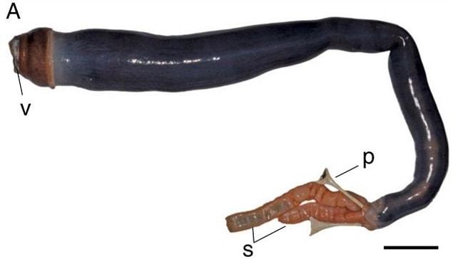 The giant shipworm.