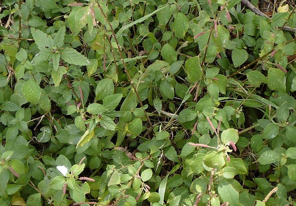 8. Вот, что прячестся в кустах