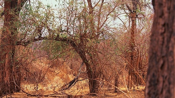 9. Казалось бы, что это животное можно заметить издалека...