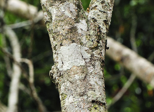 4. С виду обычная берёза, нооо