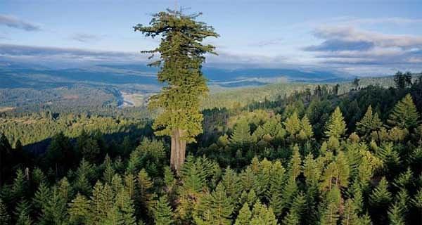 11. Dünyanın en uzun ağacı (ABD Kaliforniya): 115 m