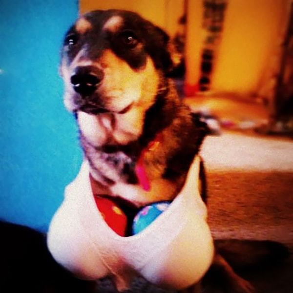 7. "Похоже, что детям еще рано было заводить собаку"