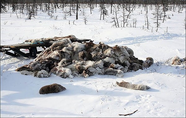 3. В результате многие раненные олени уходят в тайгу и там погибают — обнаружено около 300 туш таких павших животных
