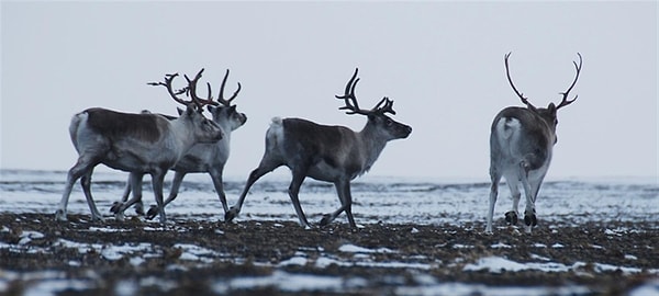 1. В ходе расследования было найдено 800 мест незаконной добычи дикого северного оленя