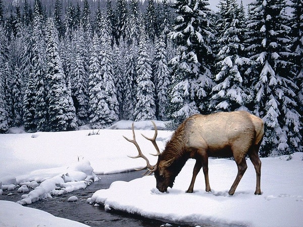 9. Такое резкое снижение популяции оленей несомненно скажется на экосистеме и на экономике: олени — важнейший биологический ресурс для более 20 народов Евразии и Северной Америки