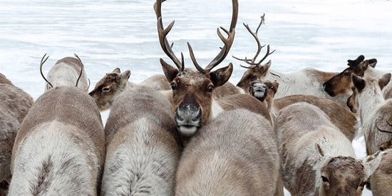 Массовое убийство 20 тыс. северных оленей в Сибири браконьерами