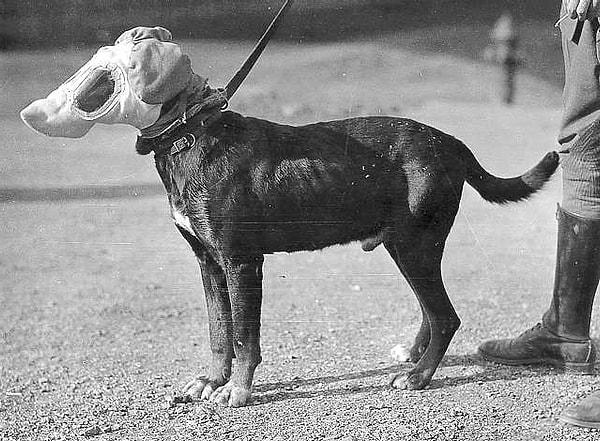 Her iki Dünya Savaşı sırasında da köpekler tanksavar olarak Alman tanklarına karşı kullanılmış. Köpekler yavru haldeyken, sürekli tankların içinde ve etrafında beslenmiş.