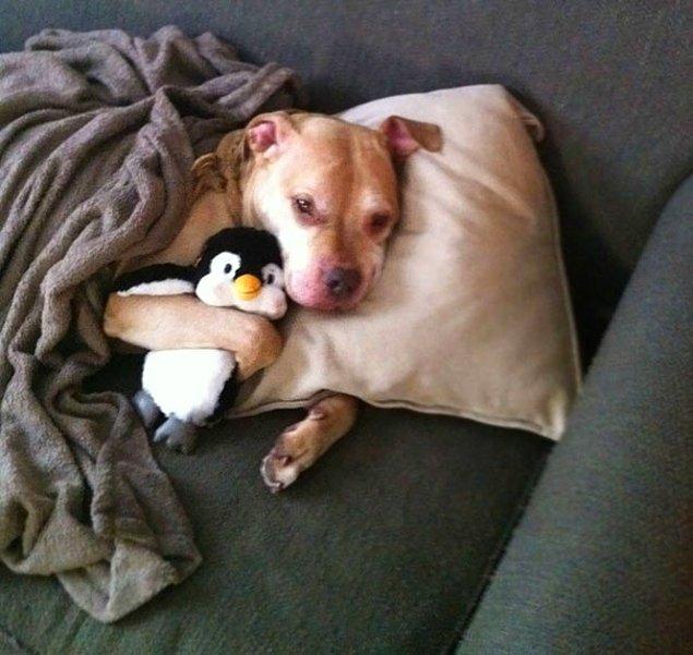 27. Bütün gününü yatağında oyuncak pengueni ile geçirmek isteyen masumane bir canlı daha!