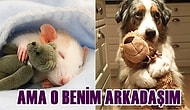 Oyuncaklarıyla Mışıl Mışıl Uyuyan Dostlardan Gözlerinizi Yaşartacak 28 Fotoğraf