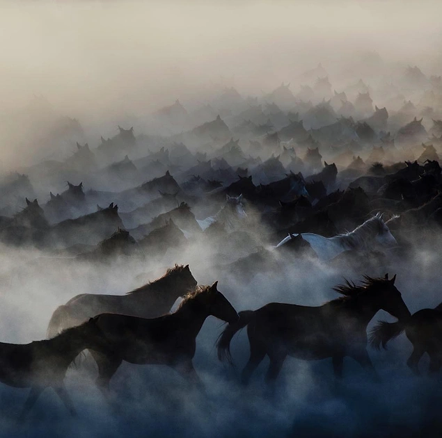 Kapadokya'nın yılkı atları