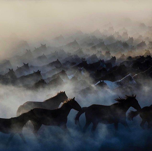 15. Kapadokya'nın yılkı atları