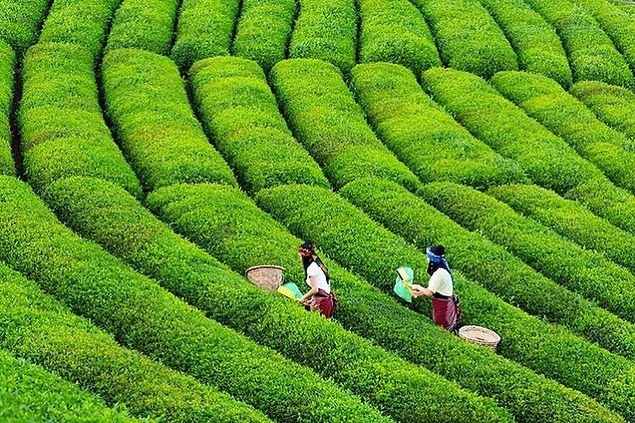 Rize'nin çay bahçeleri