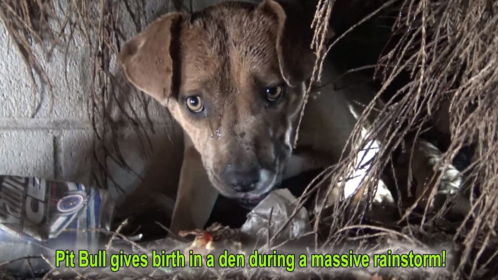 Fırtınalı Havada Doğum Yapan Anne Köpeğin ve Yavrularının Yardımına Koşan Güzel İnsanlar