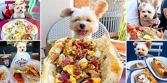 Раньше этот "Пёс-гурман" был обычной бездомной собачкой, а теперь посещает лучшие рестораны Лос-Анджелеса!